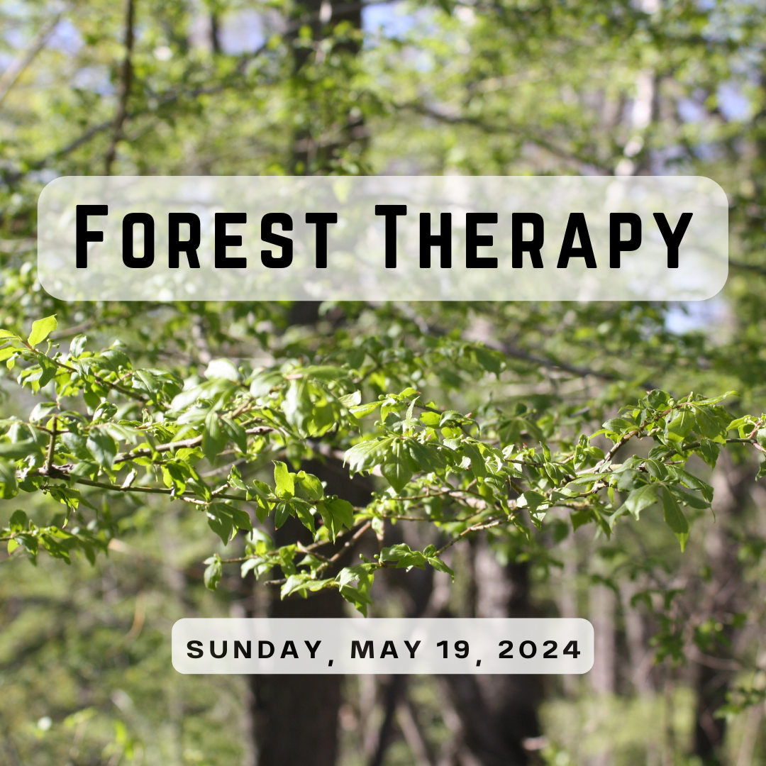 Forest Therapy on May 19th 2024