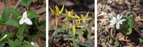 Spring Ephemeral Flowers: Trillium, Trout Lily, and Blood Root