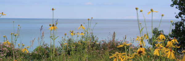 Coneflowers and Lake Michigan Vista